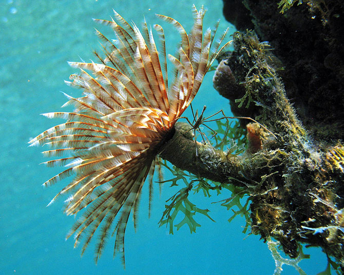 Рейтинг самых удивительных коралловых рифов в мире