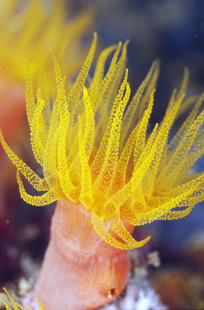 Рейтинг самых удивительных коралловых рифов в мире