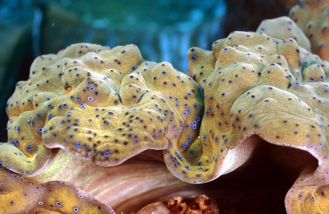 Рейтинг самых удивительных коралловых рифов в мире