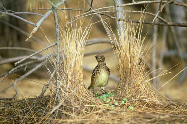 Птицы-дизайнеры