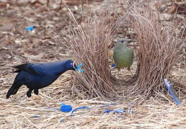 Птицы-дизайнеры
