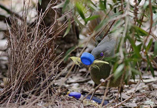 Птицы-дизайнеры