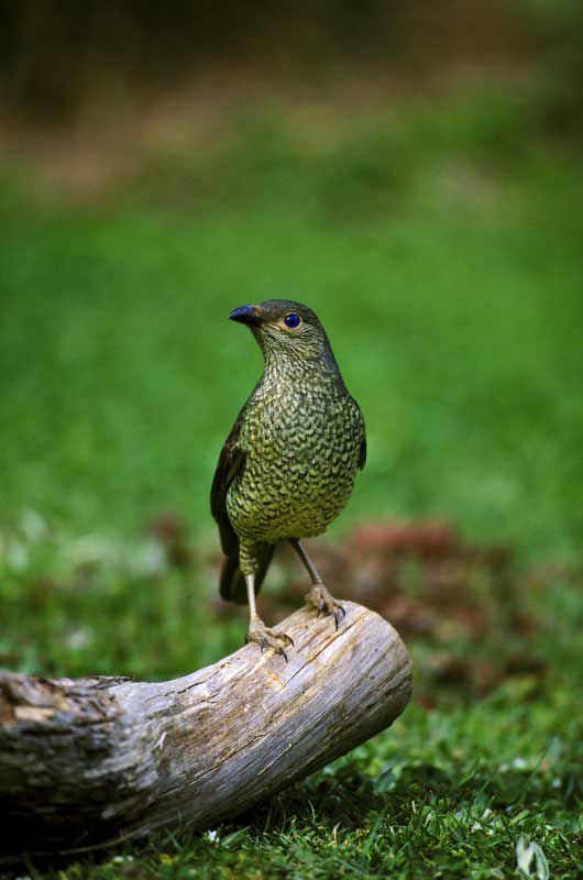 Птицы-дизайнеры