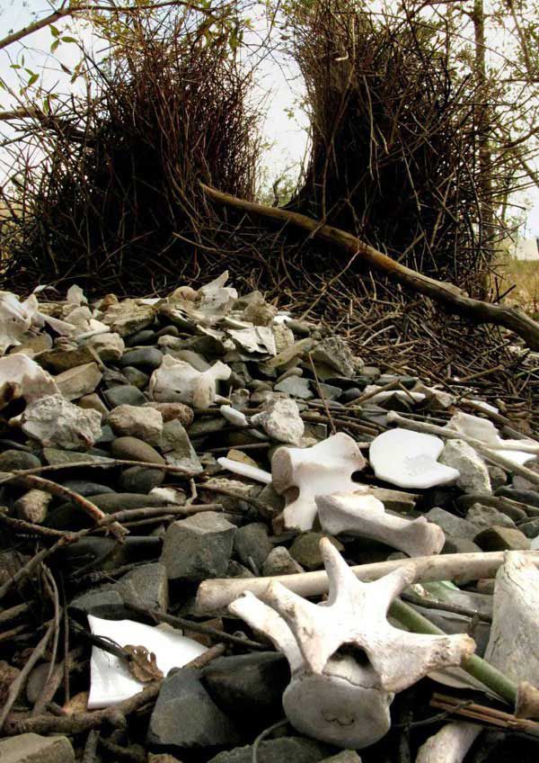 Птицы-дизайнеры