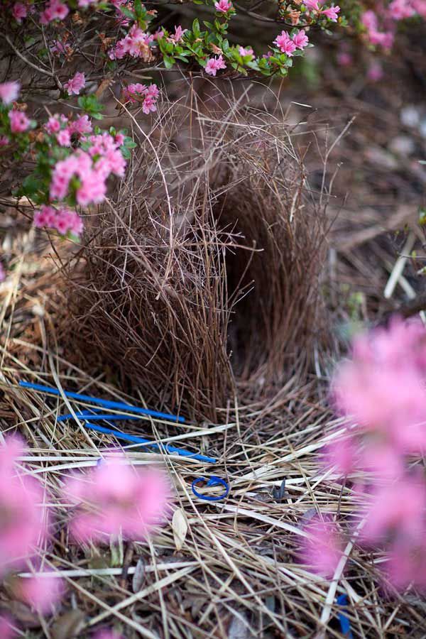 Птицы-дизайнеры