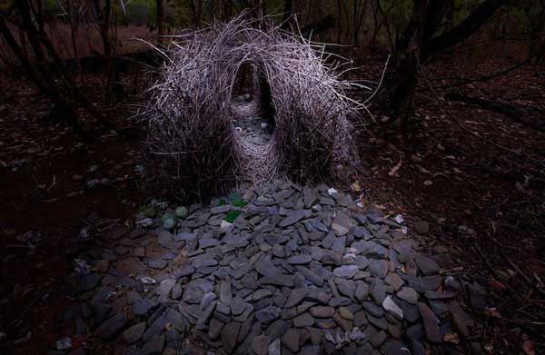 Птицы-дизайнеры