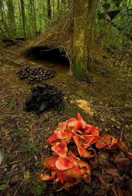 Птицы-дизайнеры