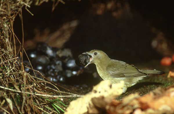 Птицы-дизайнеры