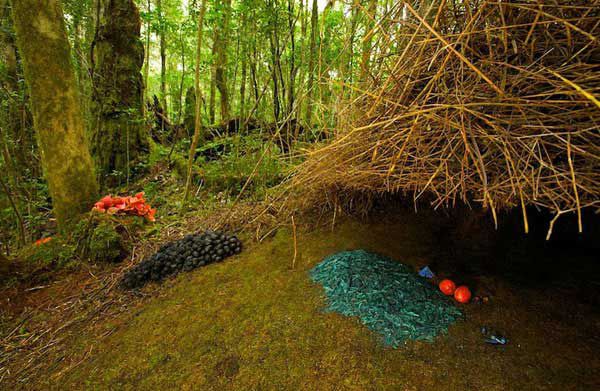 Птицы-дизайнеры