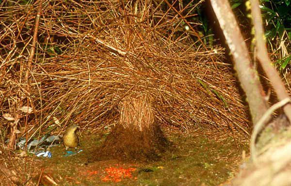 Птицы-дизайнеры