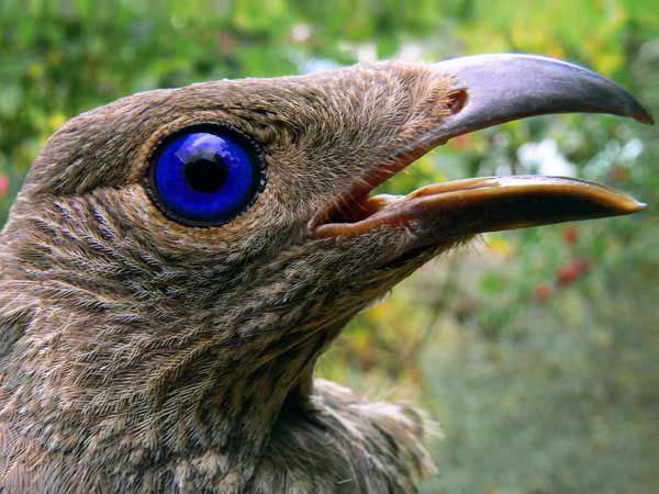 Птицы-дизайнеры