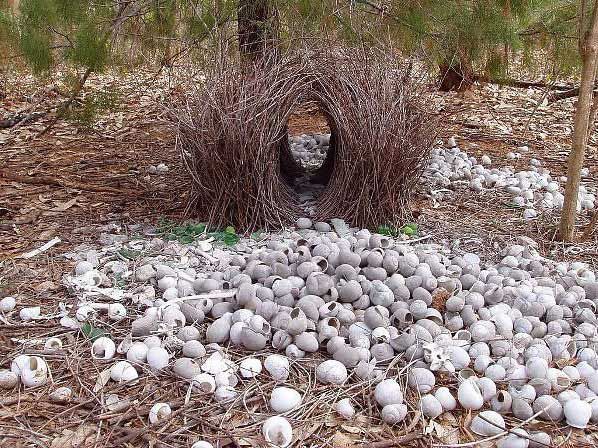 Птицы-дизайнеры