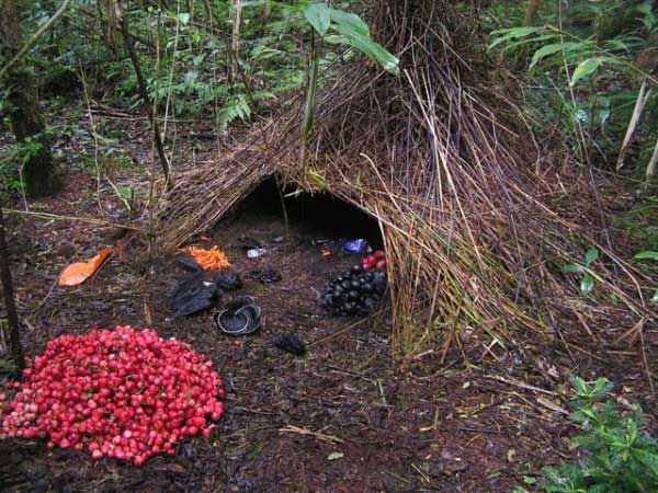 Птицы-дизайнеры