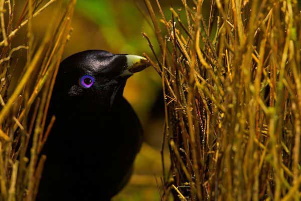 Птицы-дизайнеры