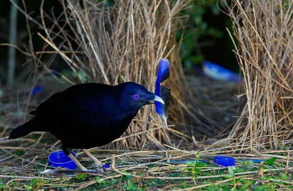 Птицы-дизайнеры