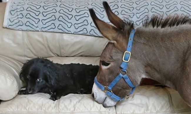 Домашний ослик