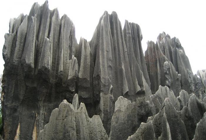 Каменный лес (11 фото)