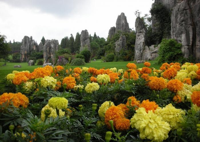 Каменный лес (11 фото)