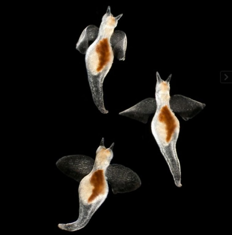 Прозрачные животные, которые действительно существуют на нашей планете