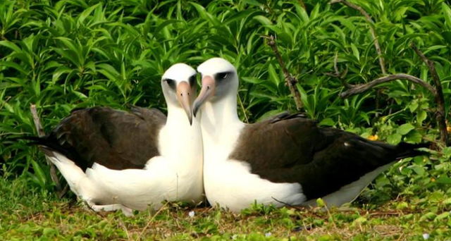 Животные, выражающие чувства гораздо романтичней людей