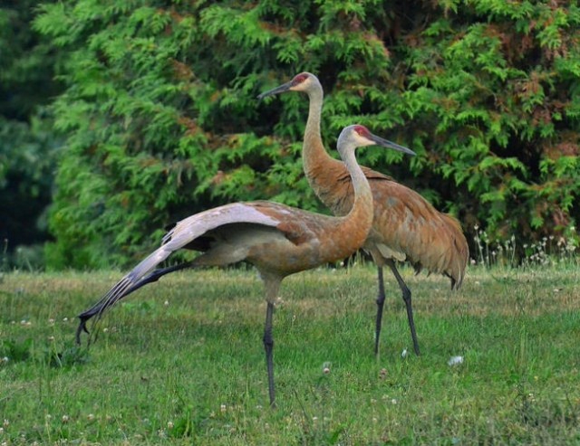 Животные, выражающие чувства гораздо романтичней людей