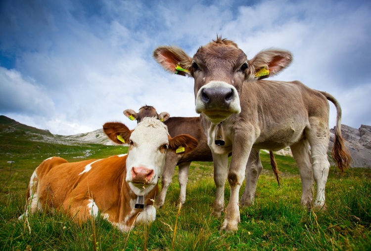 Лучше гор могут быть только горы