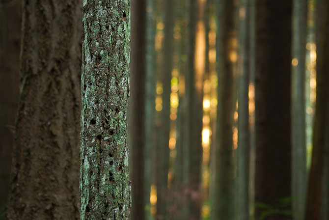 Абстрактные узоры, созданные самой природой
