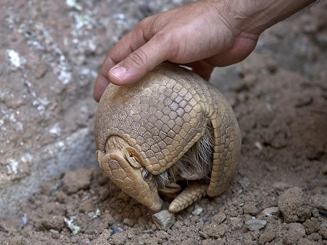 Животные в фотографиях