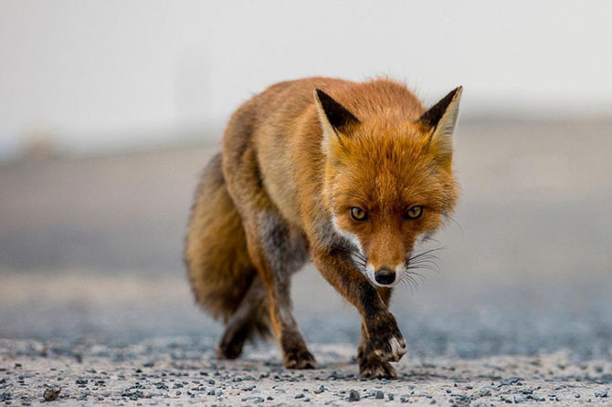 Животные в фотографиях