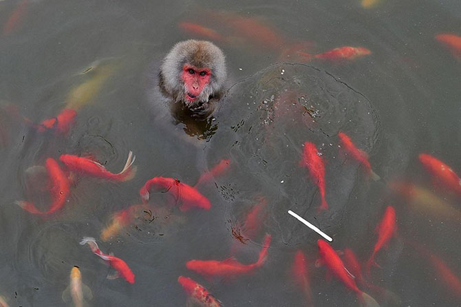 Животные в фотографиях