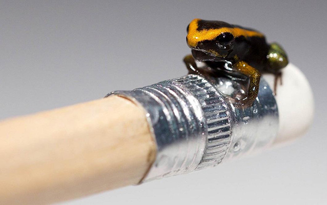 Животные в фотографиях