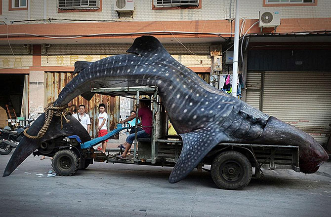 Животные в фотографиях