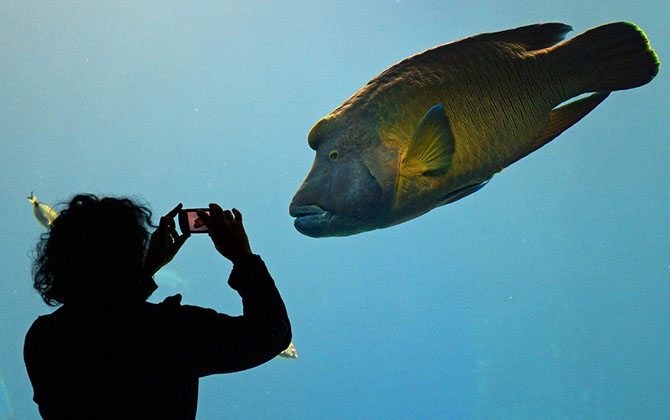 Животные в фотографиях