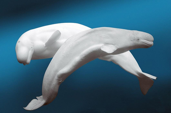 Животные в фотографиях