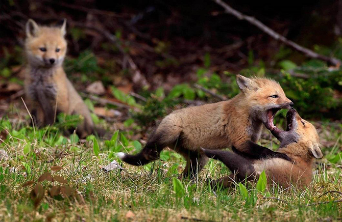 Животные в фотографиях