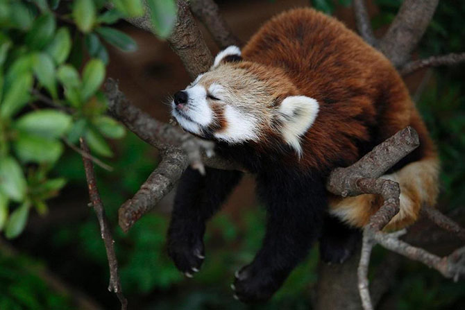 Животные в фотографиях