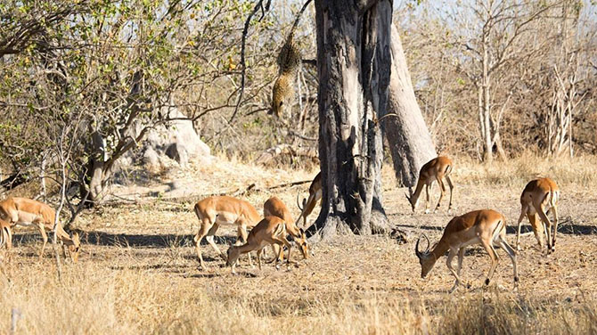 Животные в фотографиях