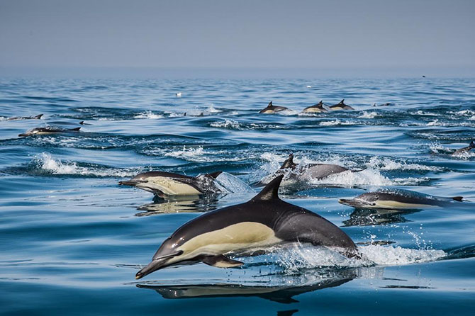 Животные в фотографиях