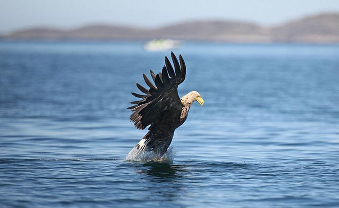 Животные в фотографиях