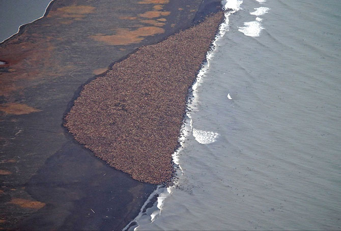Животные в фотографиях