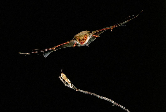 Животные в фотографиях