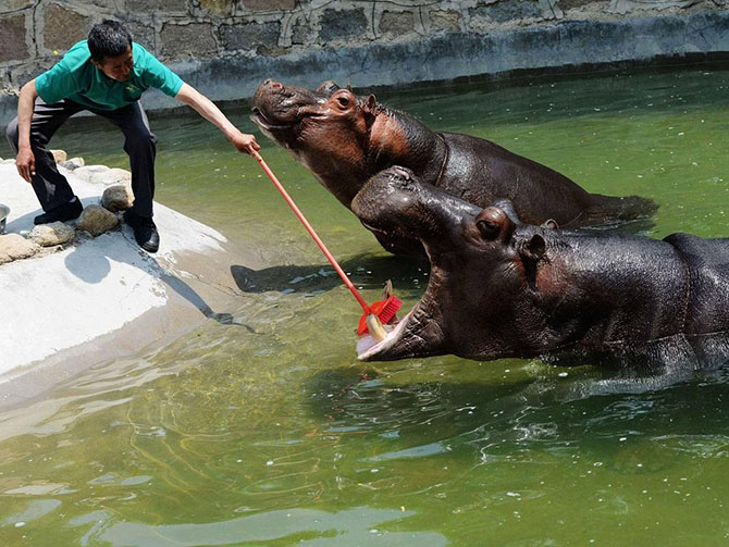 Животные в фотографиях