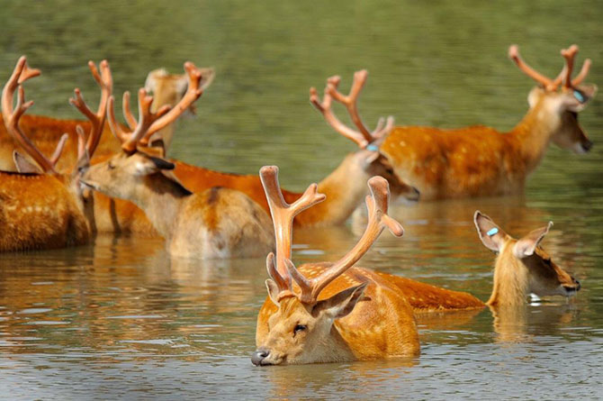 Животные в фотографиях