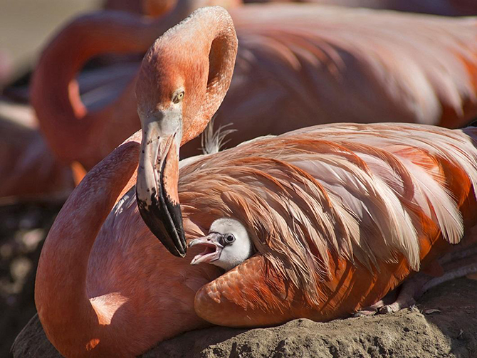 Животные в фотографиях