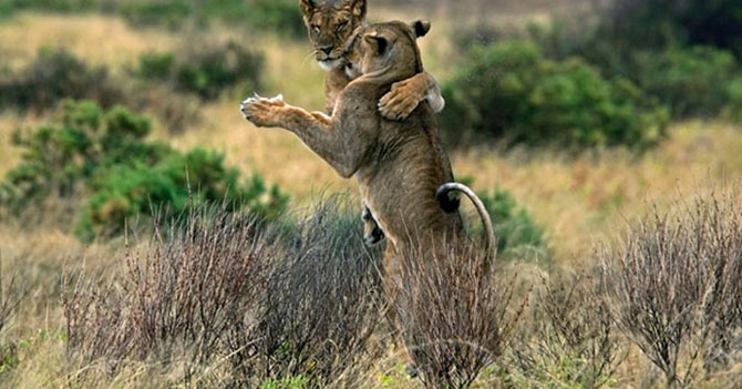 Животные в фотографиях