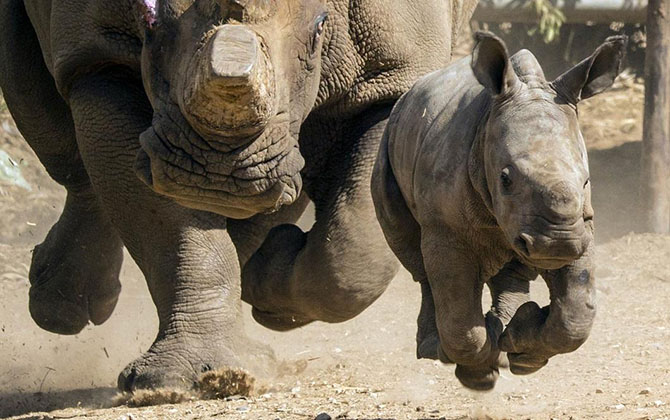 Животные в фотографиях