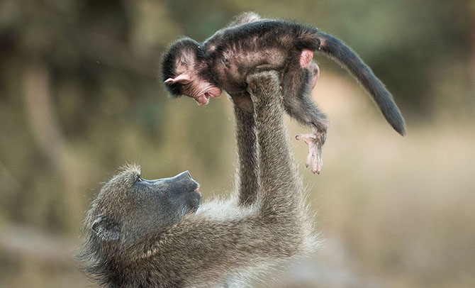 Животные в фотографиях