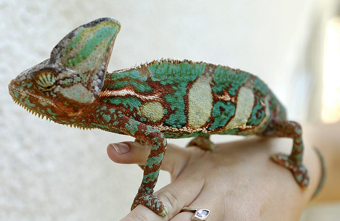 Животные в фотографиях