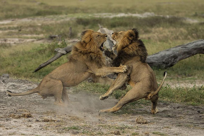 Животные в фотографиях