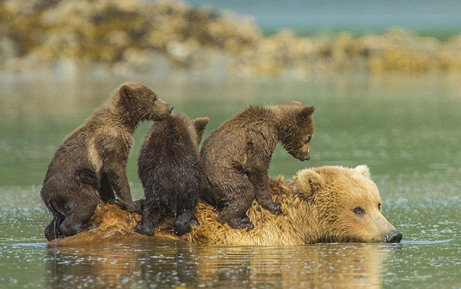 Животные в фотографиях